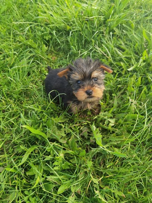 Yorkshire Terrier  mini, 3 luni