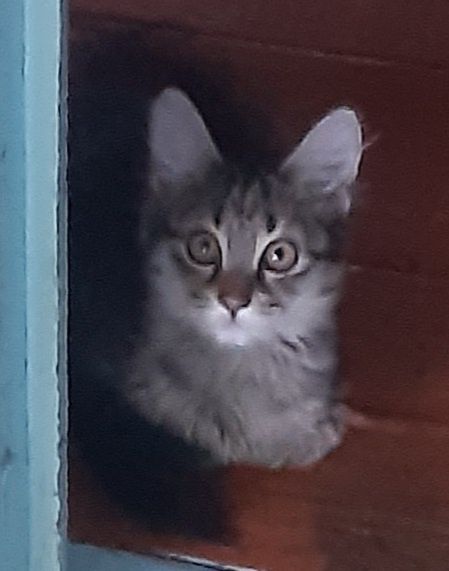 Ласковая котёнок девочка