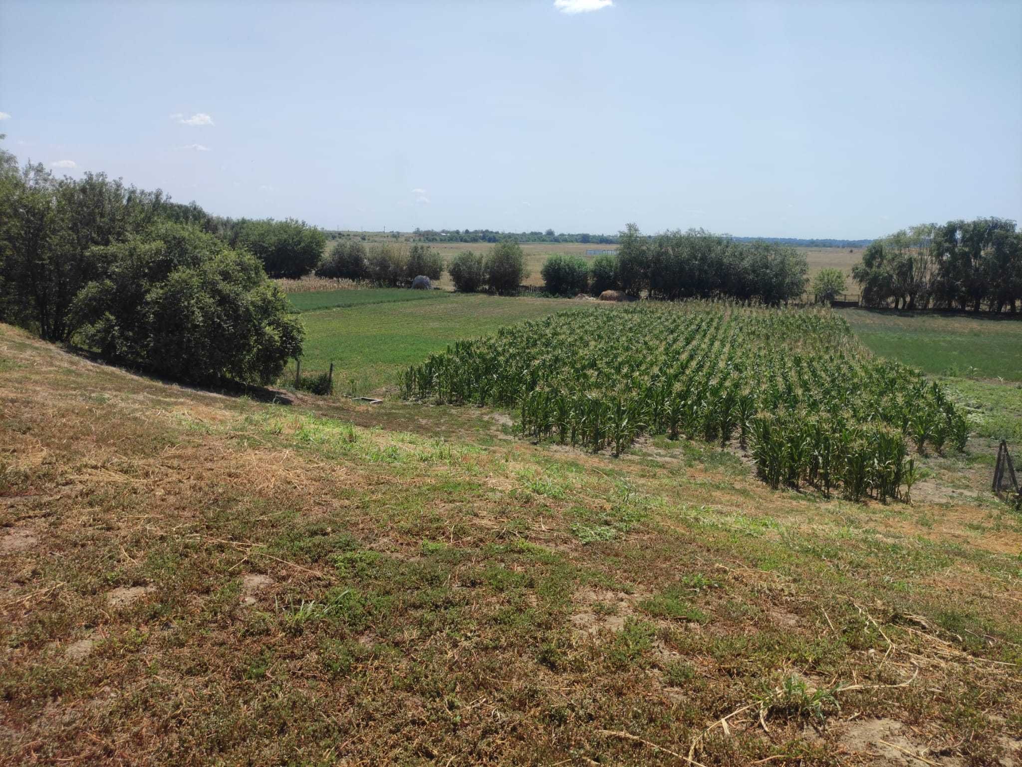 Casă + teren 3600m2 de vânzare în Plătărești, jud. Călărași