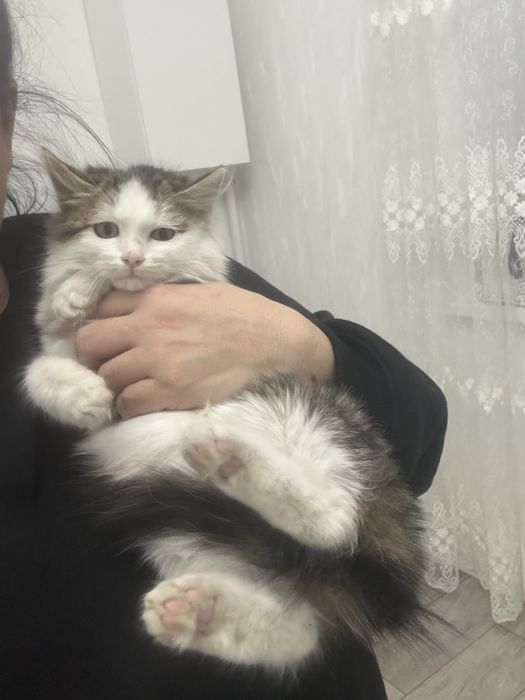 Котенок девочка 4-5 месяцев срочно ищет дом!