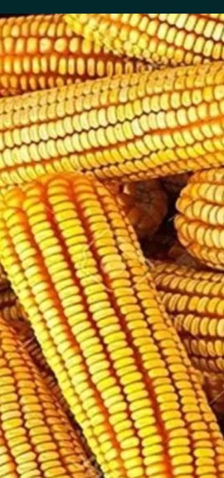 Царевица на кочан реколта 2025
