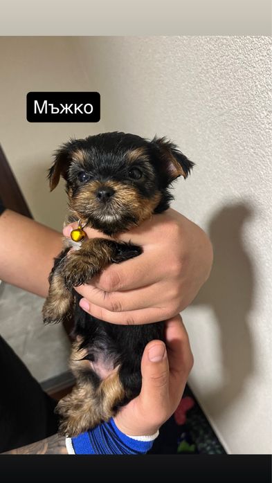 Мини Йорки (Йоркширски териер]