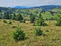 Proprietate de vanzare 92.554.mp ( 9.25 ha) in Bucovina zona Breaza