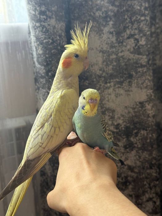 Попугаи корелла и волнистый