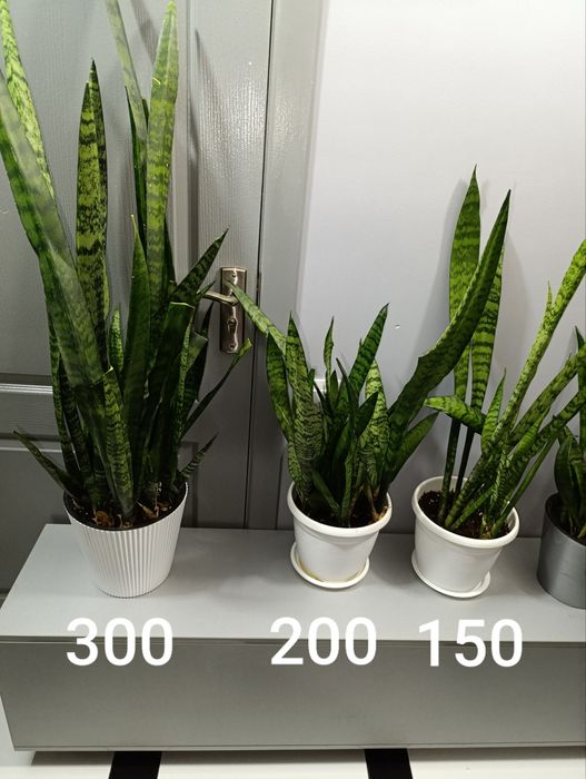 Сансевиерия.Очиститель воздуха.