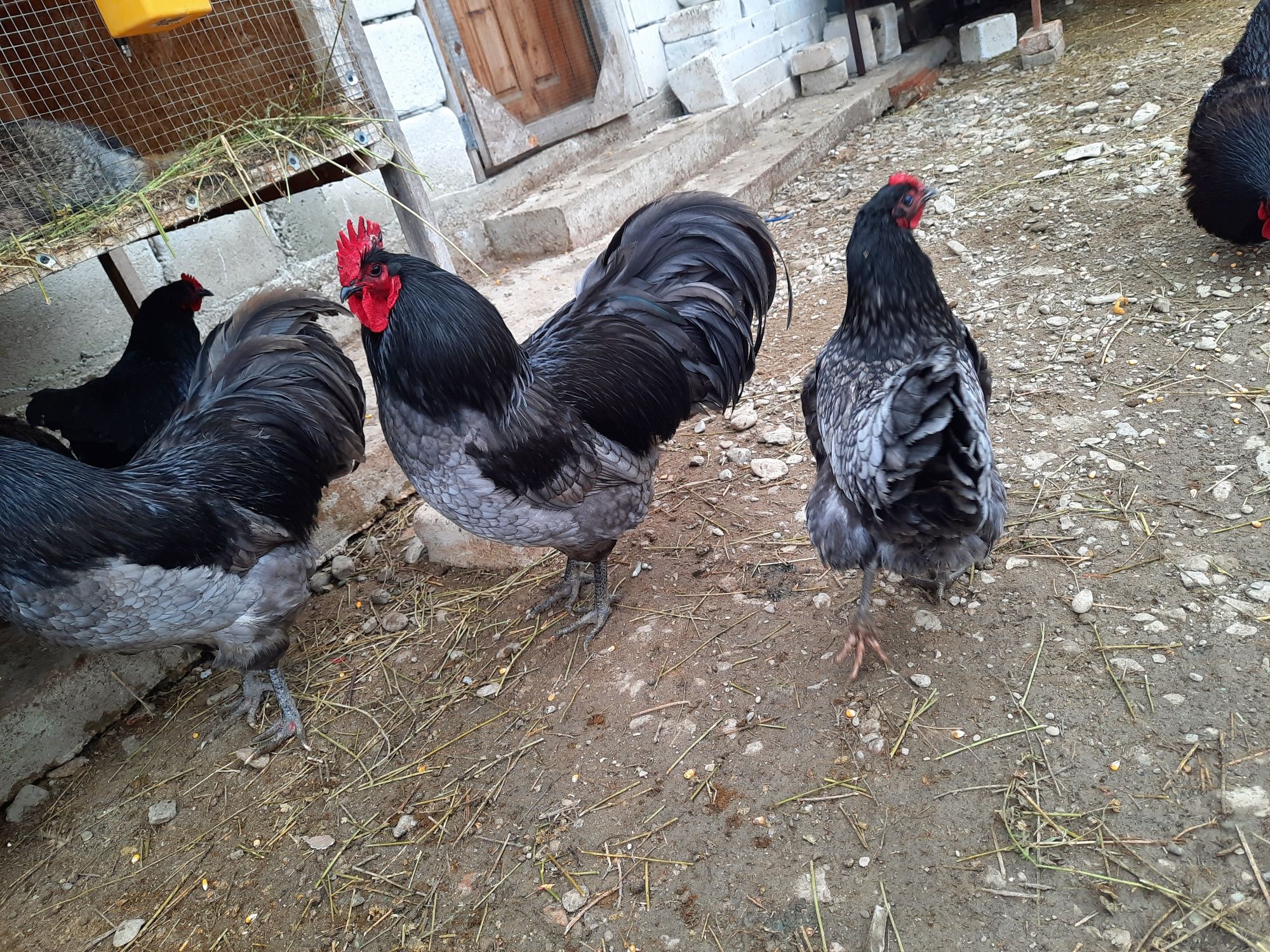 Oua de australorp pentru incubat