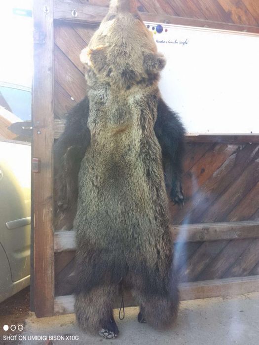 Costul din blana de urs naturala