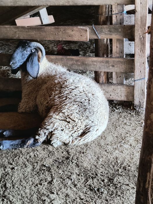 Vand 2 berbeci Tigaie Sarbeasca