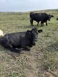 Vaci aberdeen angus