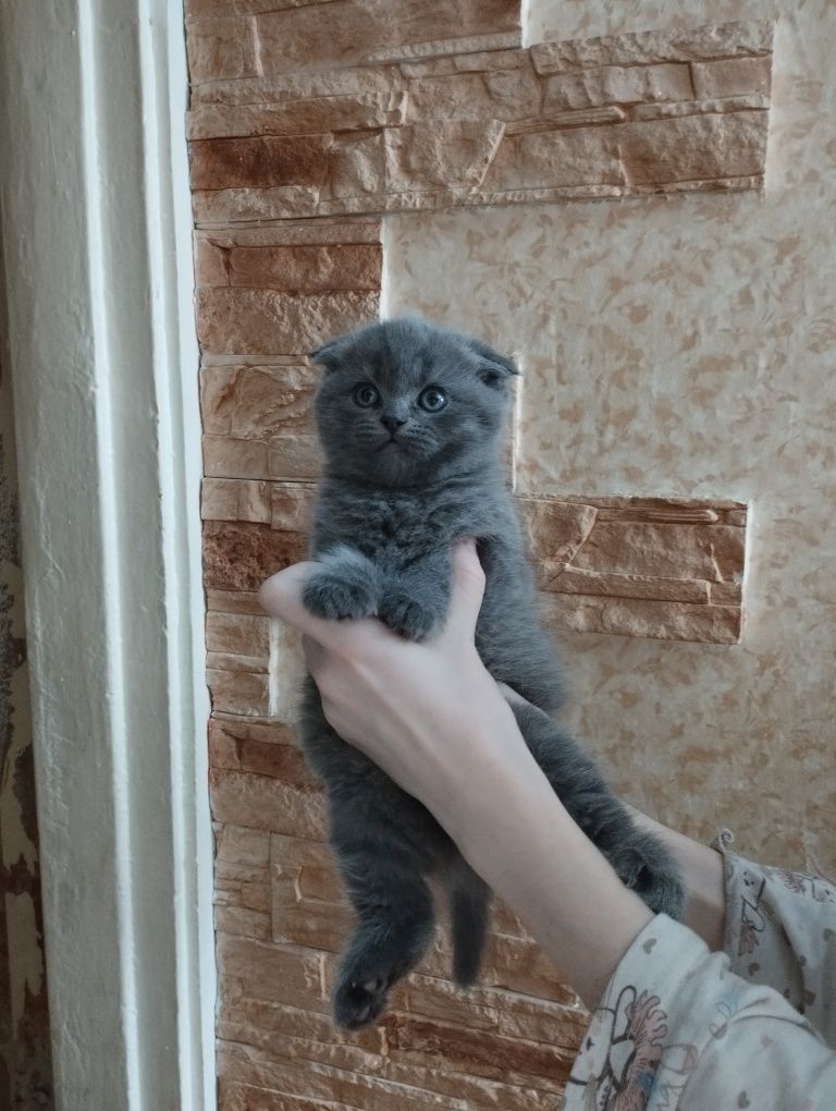 Продаются котята скотиш фолд