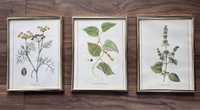 Set 3 tablouri botanice Piper Fenicul Busuioc