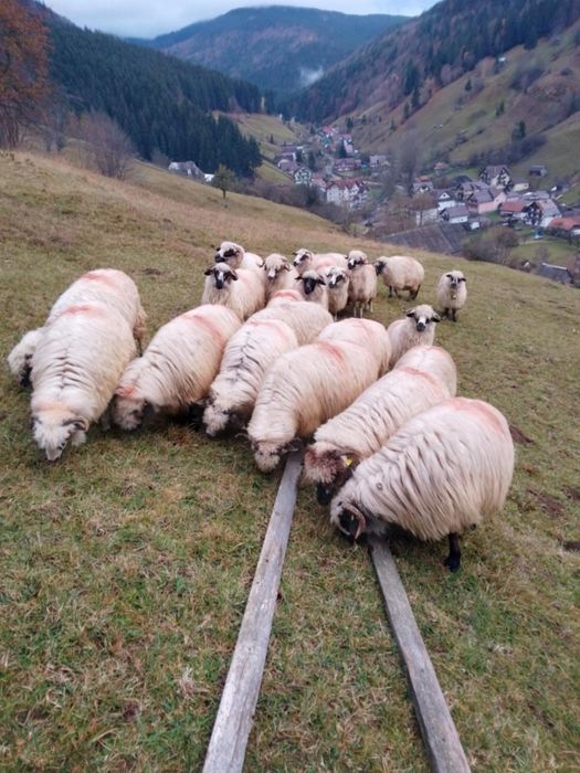 Oi de vânzare la un bun preț