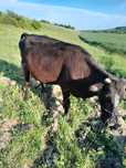 Vaca de vanzare ,varsta 5 ani