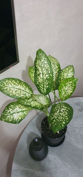 Продам Диффенбахию