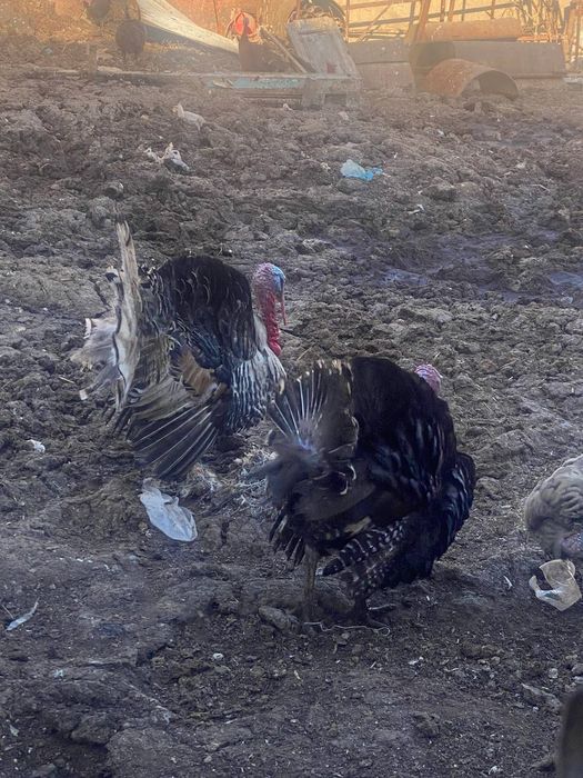 induykla sotiladi srochna