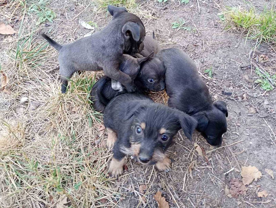 Продавам малки кученца