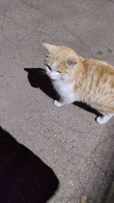 Найден кот рыжий
