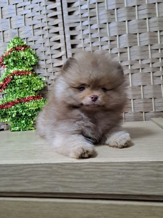 Шпиц мальчик шоколад