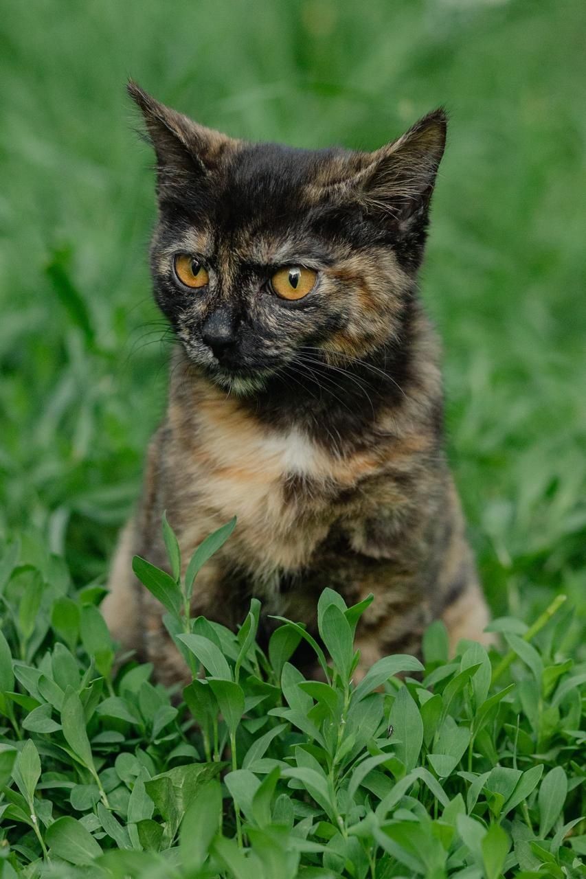 Кошечка ишет любящий дом