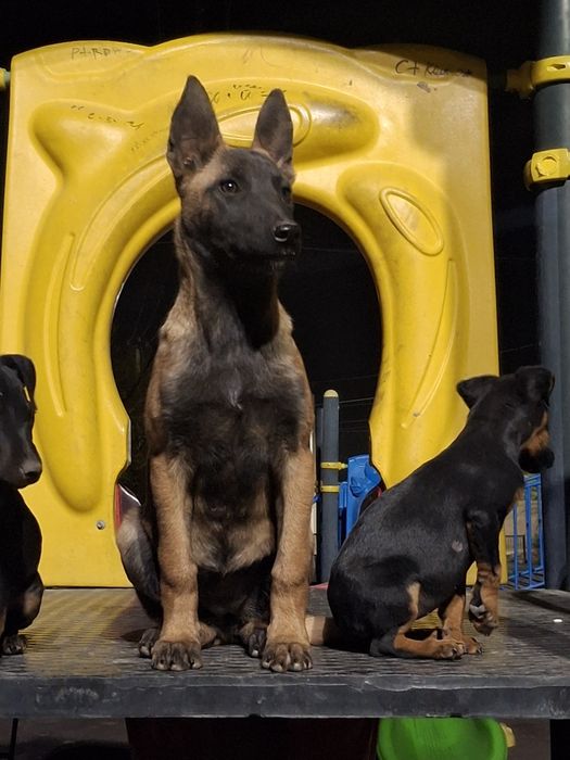 Велгирыски авчарка ұрғашы 80мың  чиста кровка из воиеныва часа