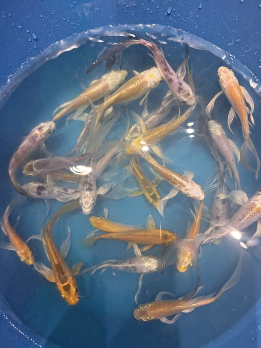 Карп кой рыбы для пруда и аквариума