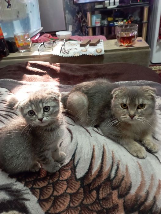 Продаю котят шотландские