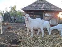 Vând țap saanen șut genetic