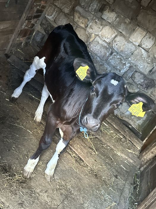 Vand vitica Holstein 100/100