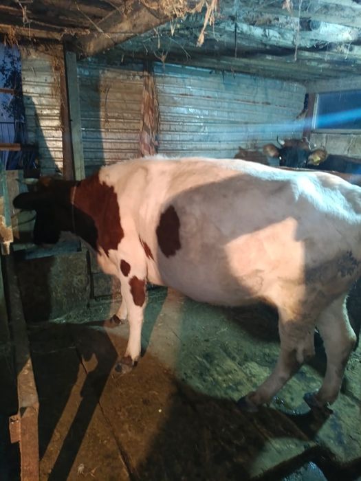 Сиыр 3 туған Буаз