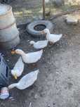 Rate romanesti si pekin