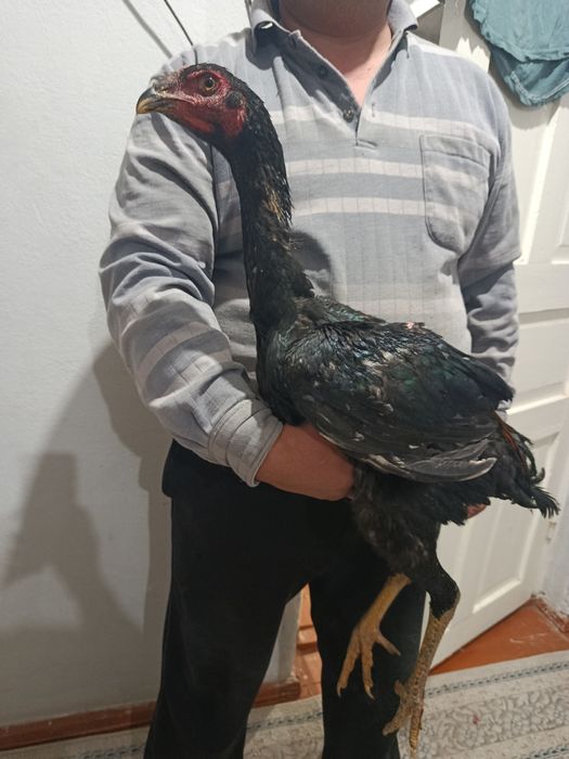 Дакан жўжа хўрозлар