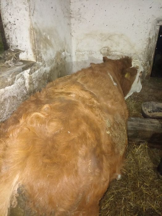 Vând doi viței, angus și bălțat !