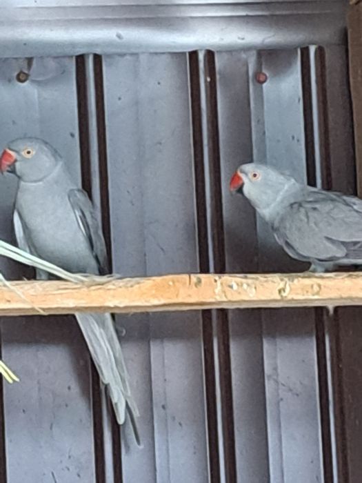 Papagali micul Alexandru pereche