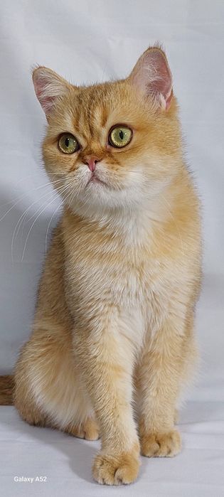 Продаётся  мальчик  очень  сладкий  и ласковый  породы  британский