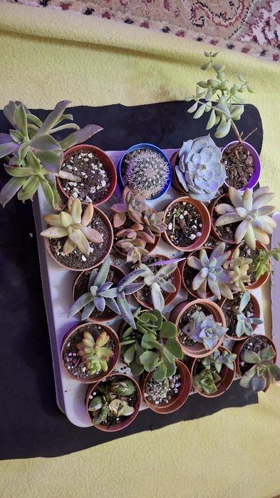 Plante suculente ieftine