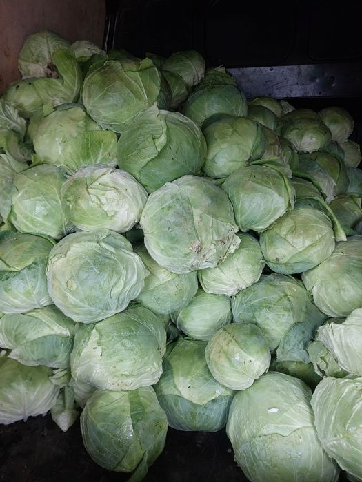 *Varză de buzău*
