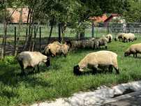 Vand oi suffolk si mieluțe