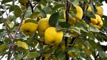 Pomi Fructiferi Glia Stramoseasca (Soiuri de Gutui )