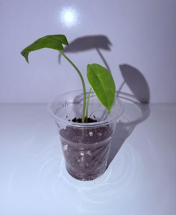 Алоказия, комнатные растения, комнатные цветы