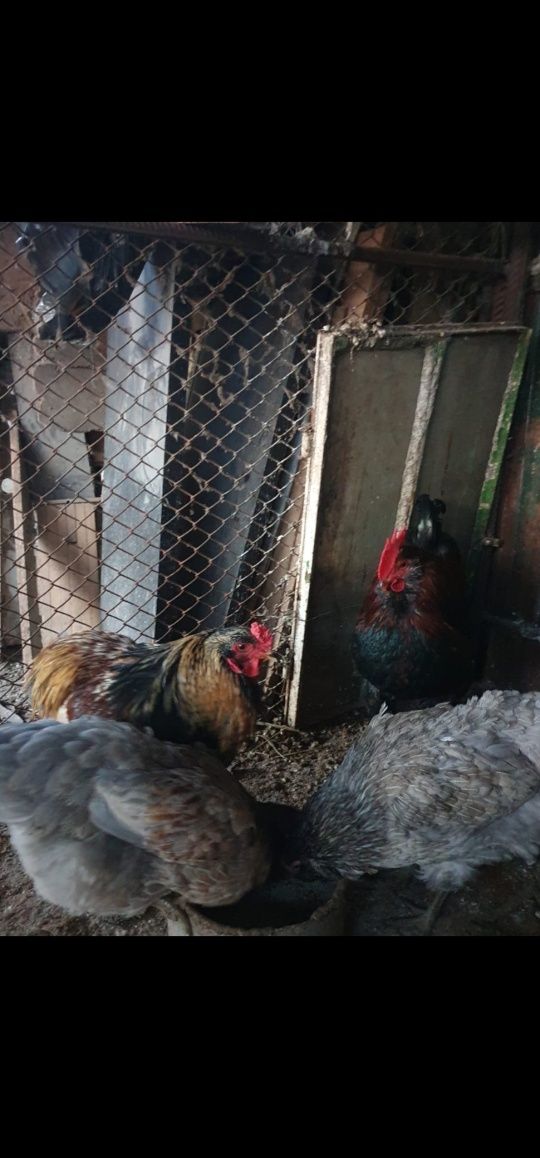 Vând ouă rasă Araucana /păsările sunt tinere/ 6 lei bucata.