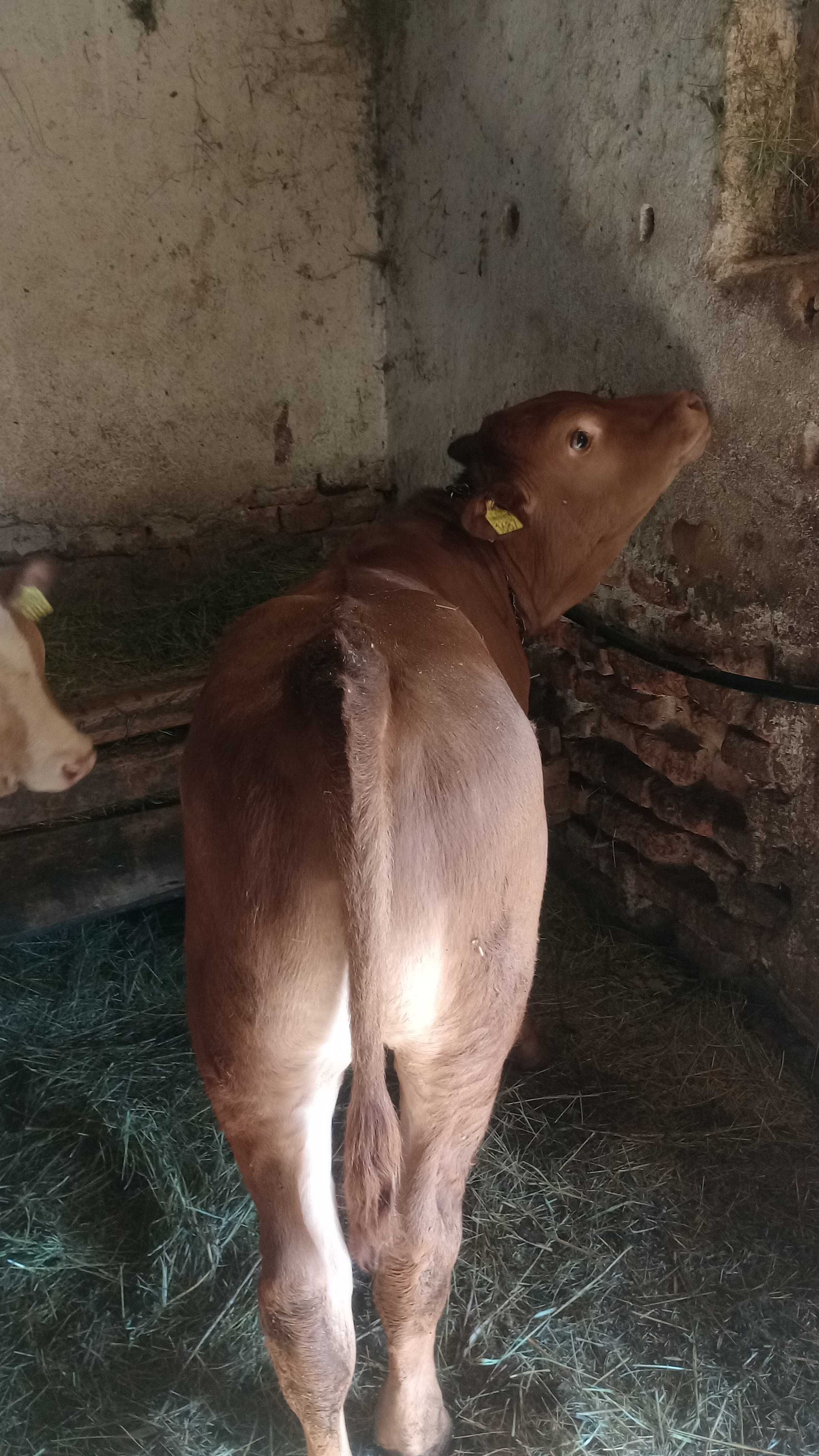 vitel si vitea de vinzare sat stracos