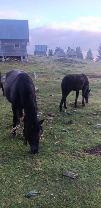 Vând iapa și manza