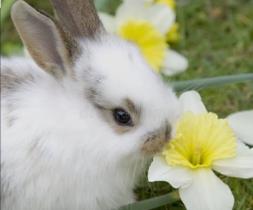 Продам красивого декоративного крольченка