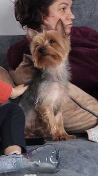 Yorkshire terrier mascul