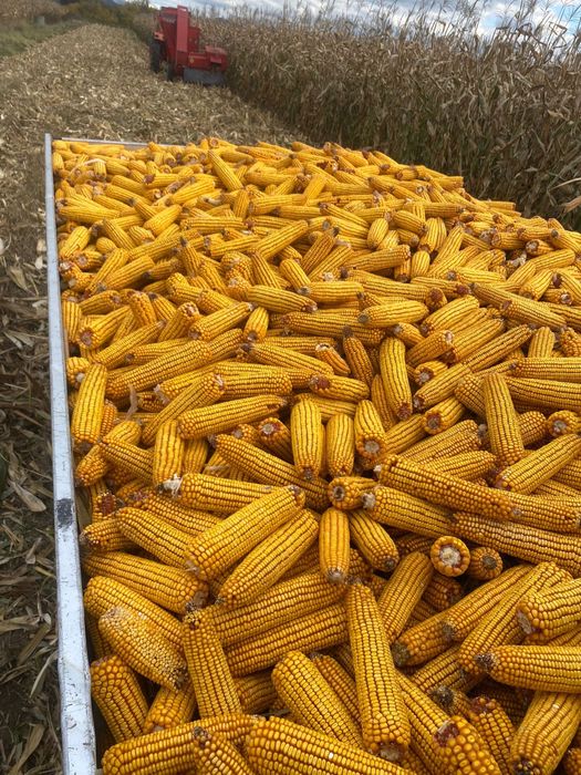 Vând porumb, știuleti.