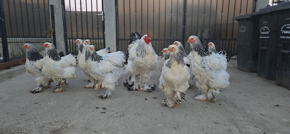 Brahma Herminat Deschis