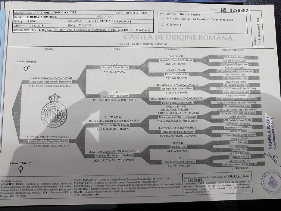 Saint Bernard cu pedigree – exemplu superb al rasei