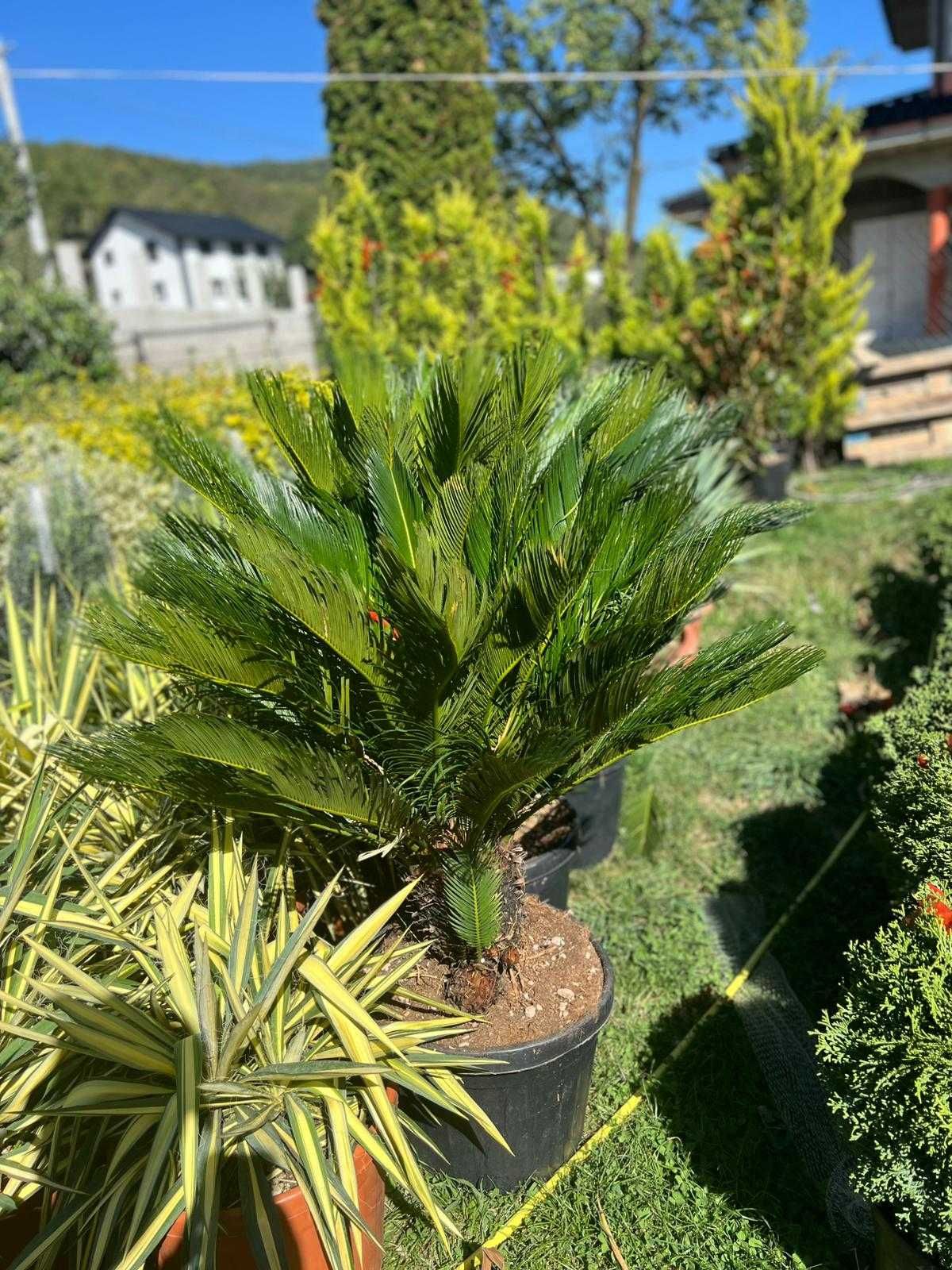 Amenajează-ți grădina cu plante ornamentale superbe
