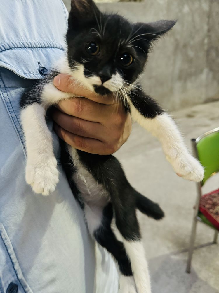 Котенок 3 месячный
