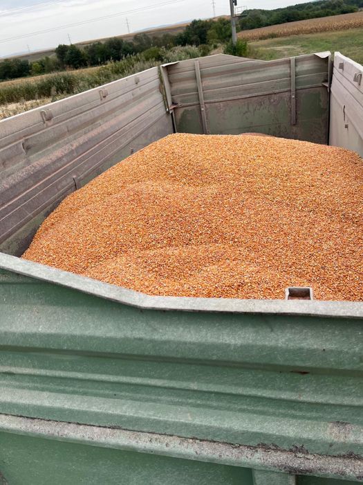 Vând grâu si porumb productia 2025